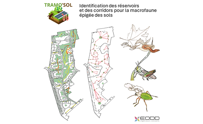 Identification des réservoirs et des corridors pour la macrofaune épigée des sols 