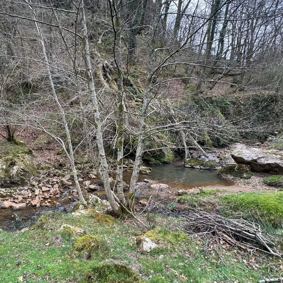 Ruisseau en forêt avec des arbres nus et des rochers couverts de mousse