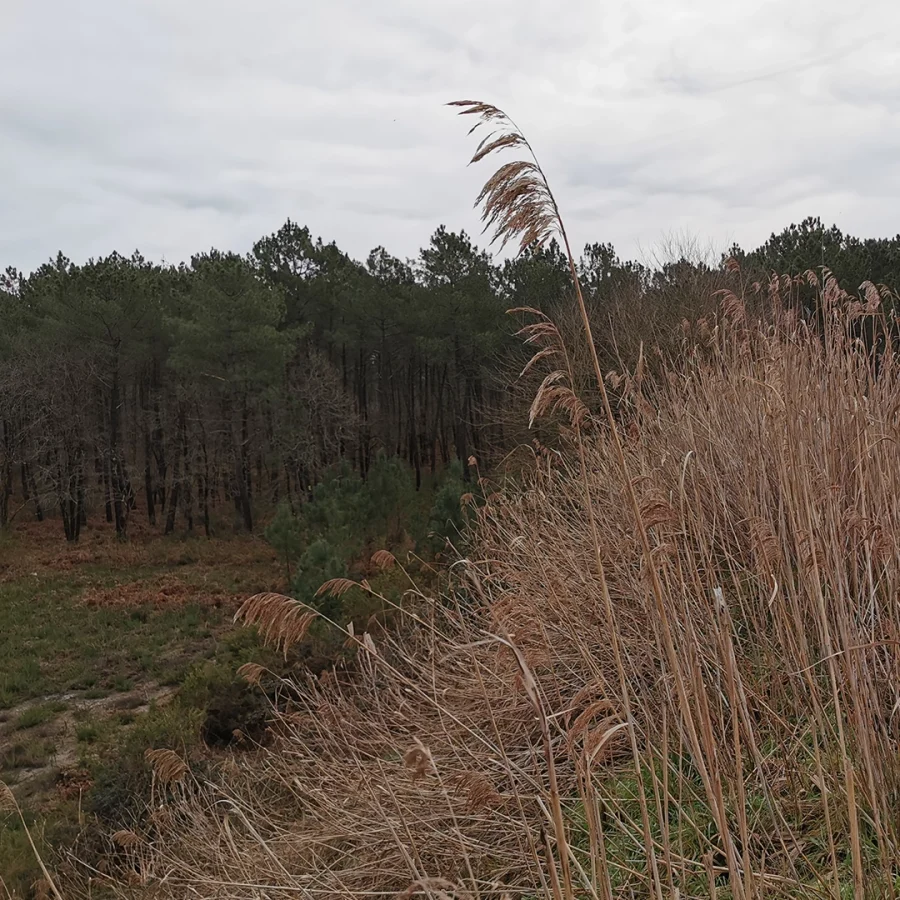 IMAGE_SITE_4
